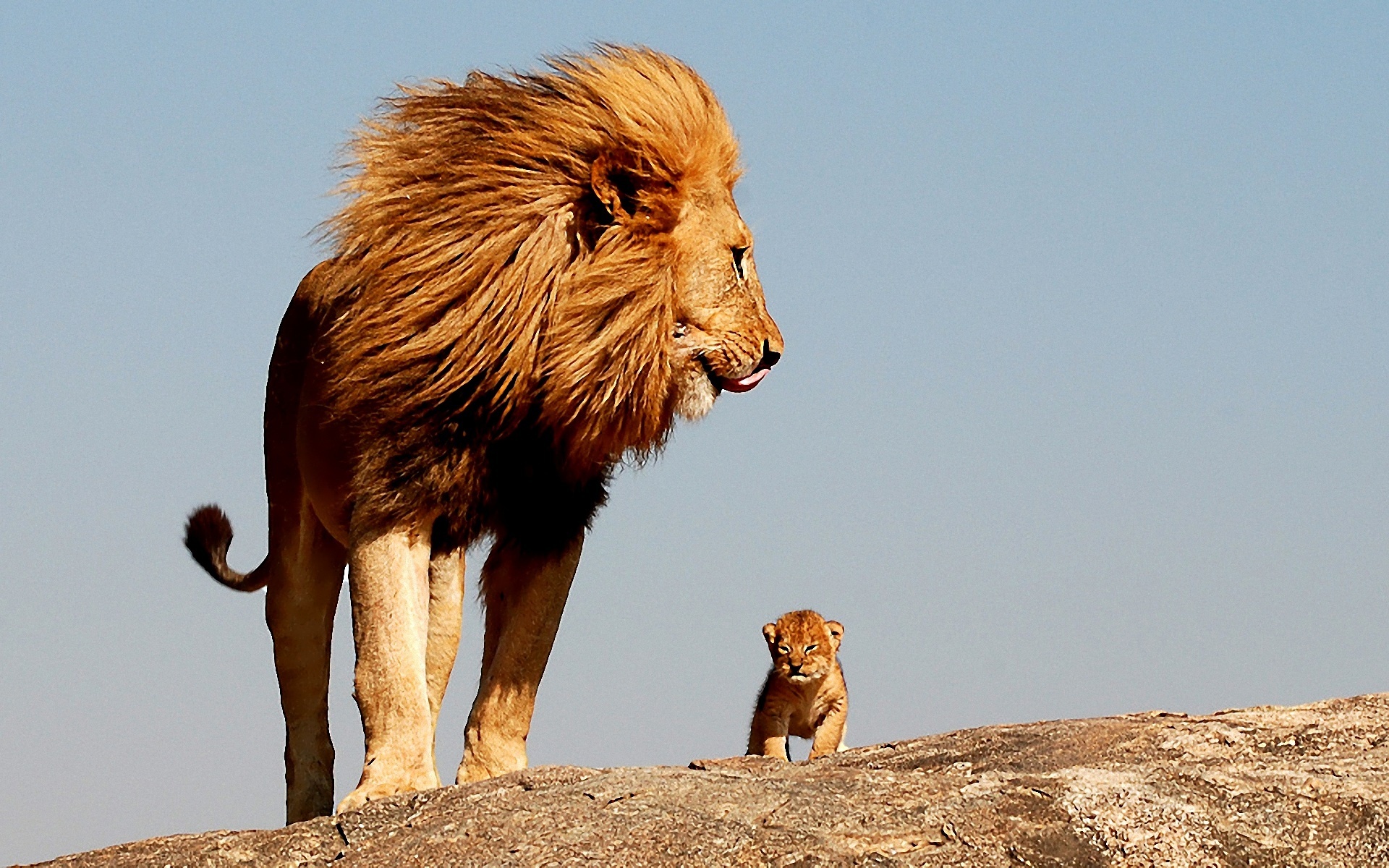 A majestic male lion with a flowing mane stands proudly on a rocky outcrop, watching over a small cub