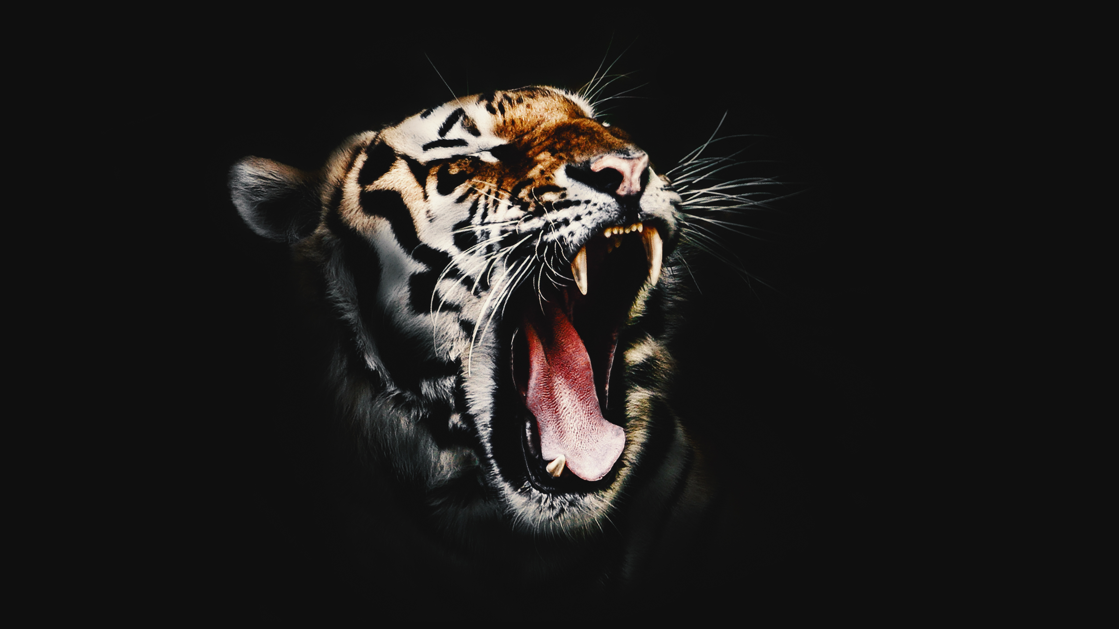 Wicked Tiger Desktop Background