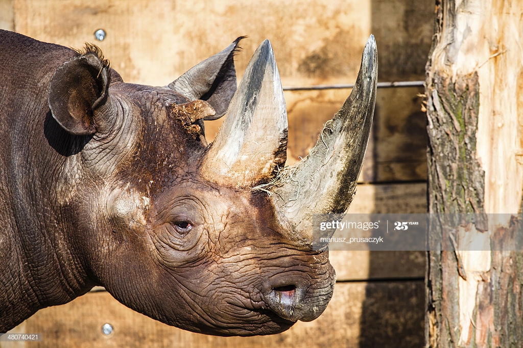 Black Rhino Head Over Blurred Background High Res Stock Photo