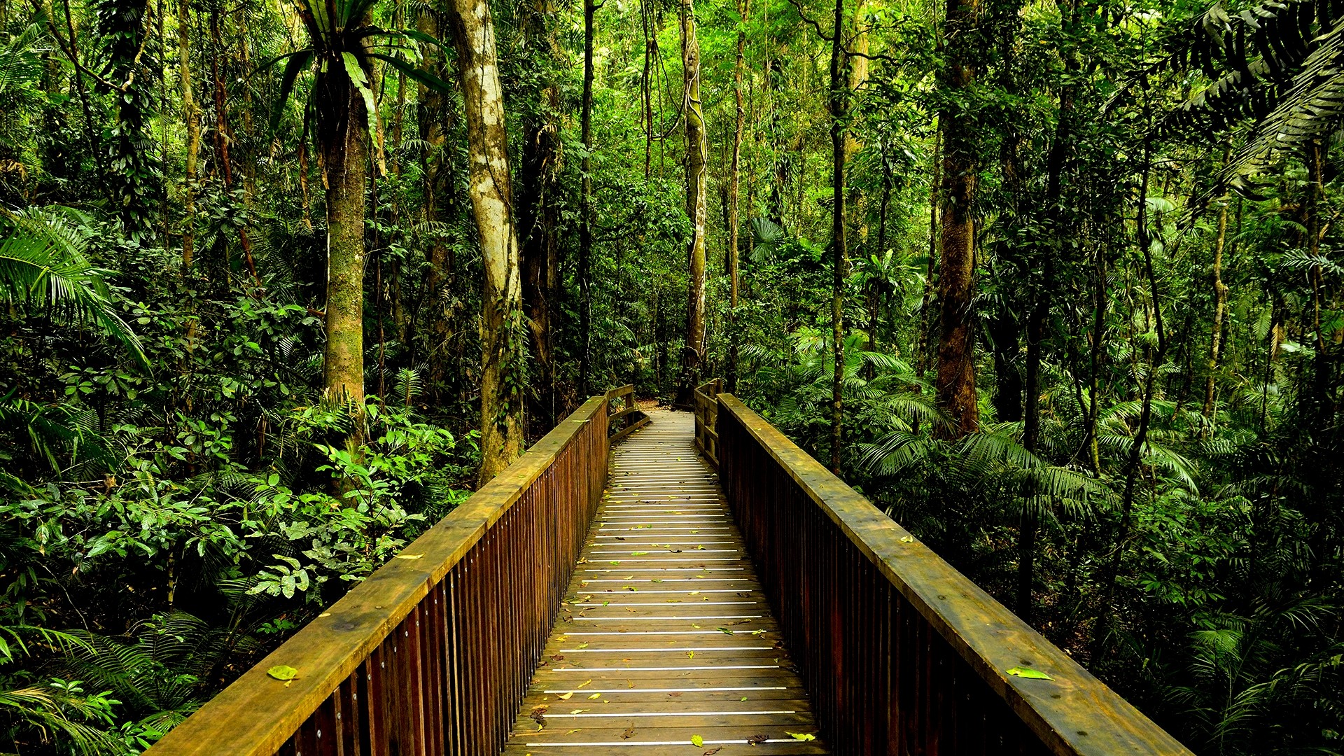 Rainforest Background Wallpaper