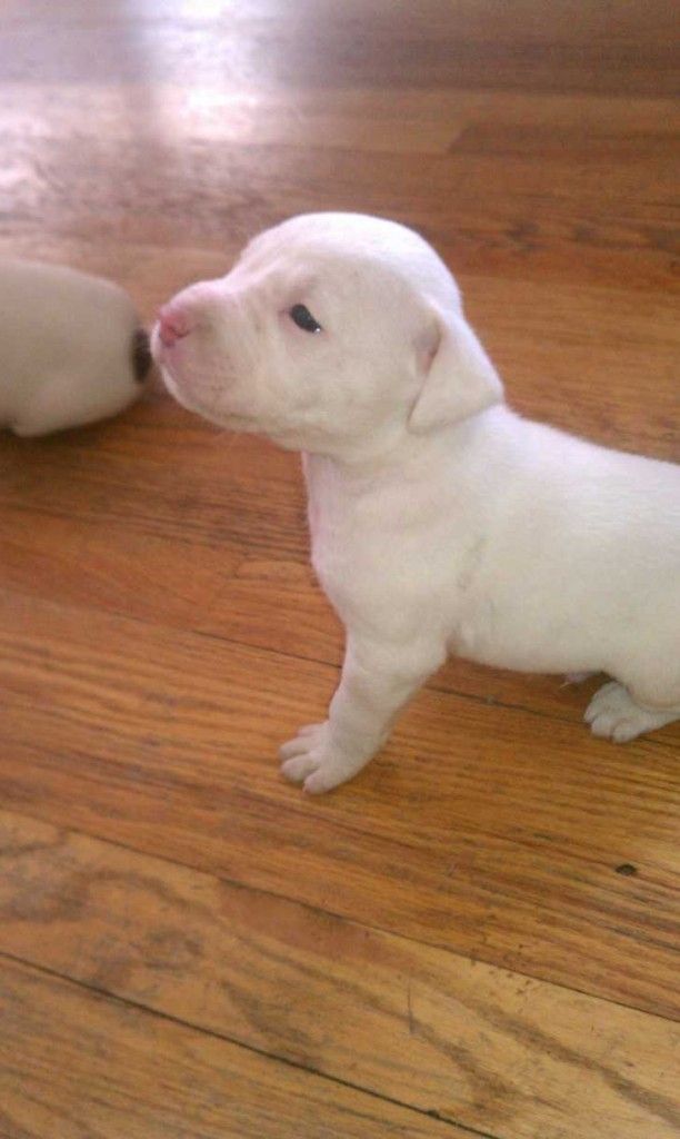 Red Nose Pitbull Puppies Photos All Pictures And