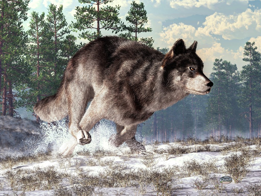 Running Wolf By Deskridge