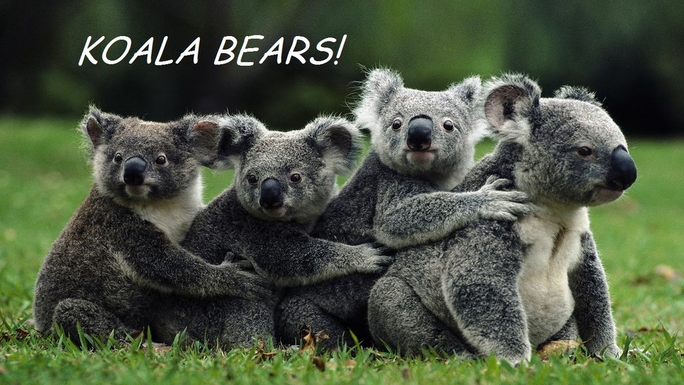 Koala Bear Wallpaper Weddingdressin