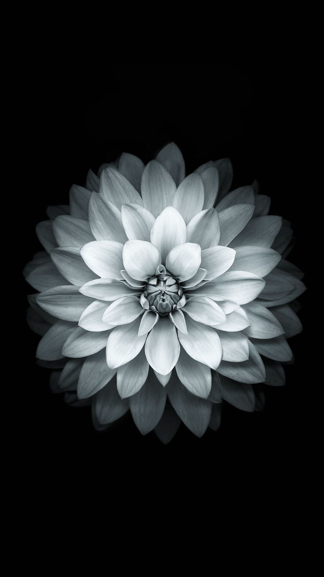 Pink Black And White Wallpaper