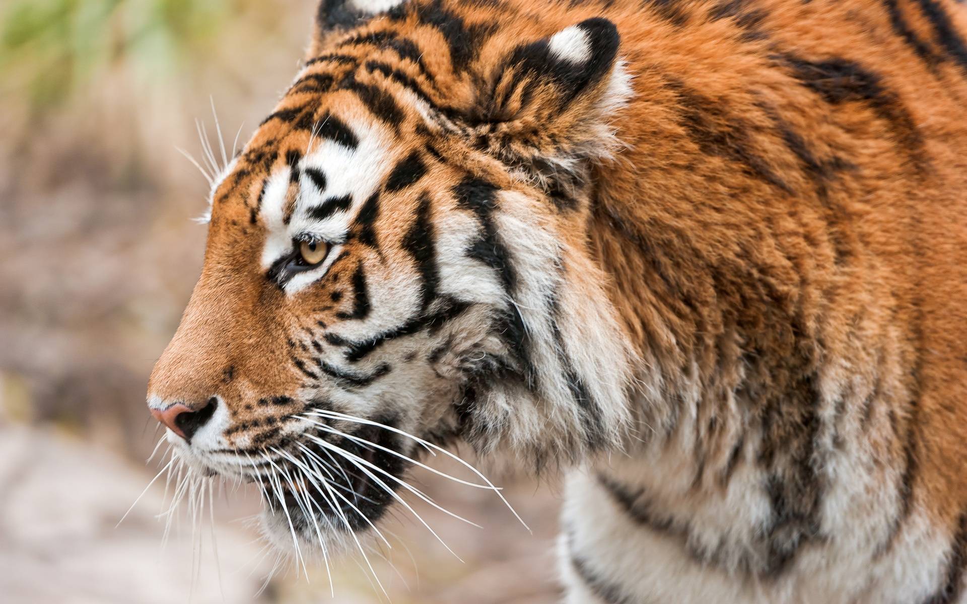 Siberian Tiger Wallpaper Animal Lovers