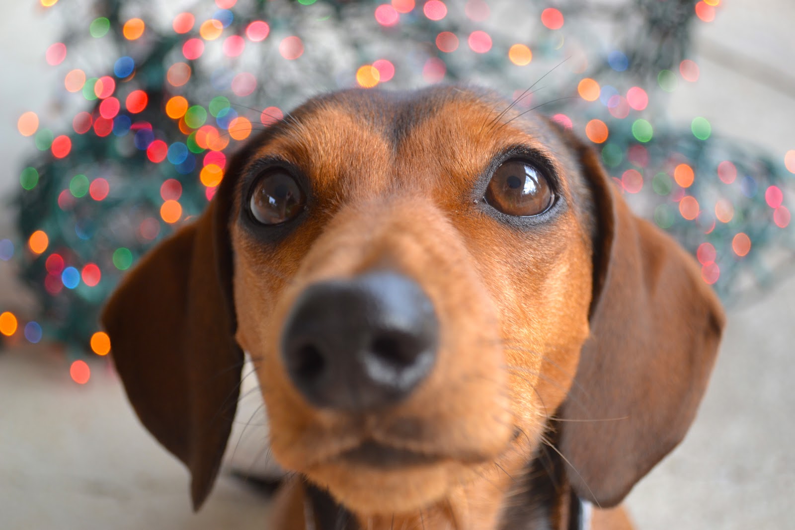 Nosy Dachshund Photo And Wallpaper Beautiful Pictures