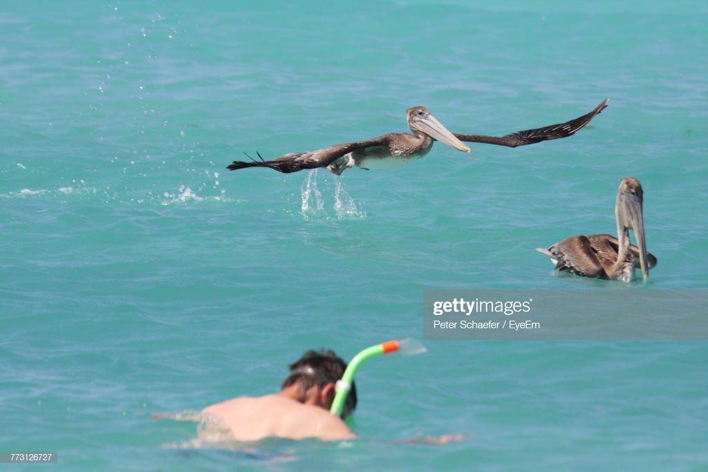 Man Snorkeling In Sea With Birds Background Stock Photo Getty