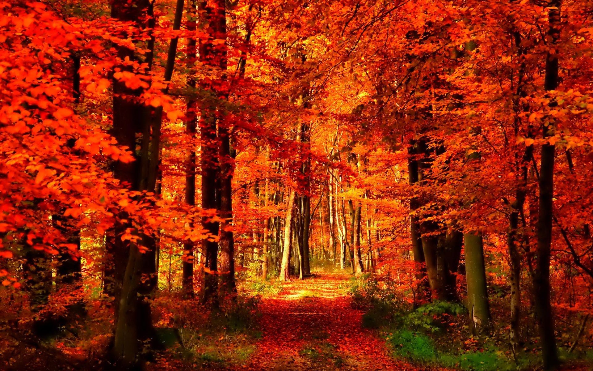 Forests Fall Path Leaves Forest Autumn Trees Colors