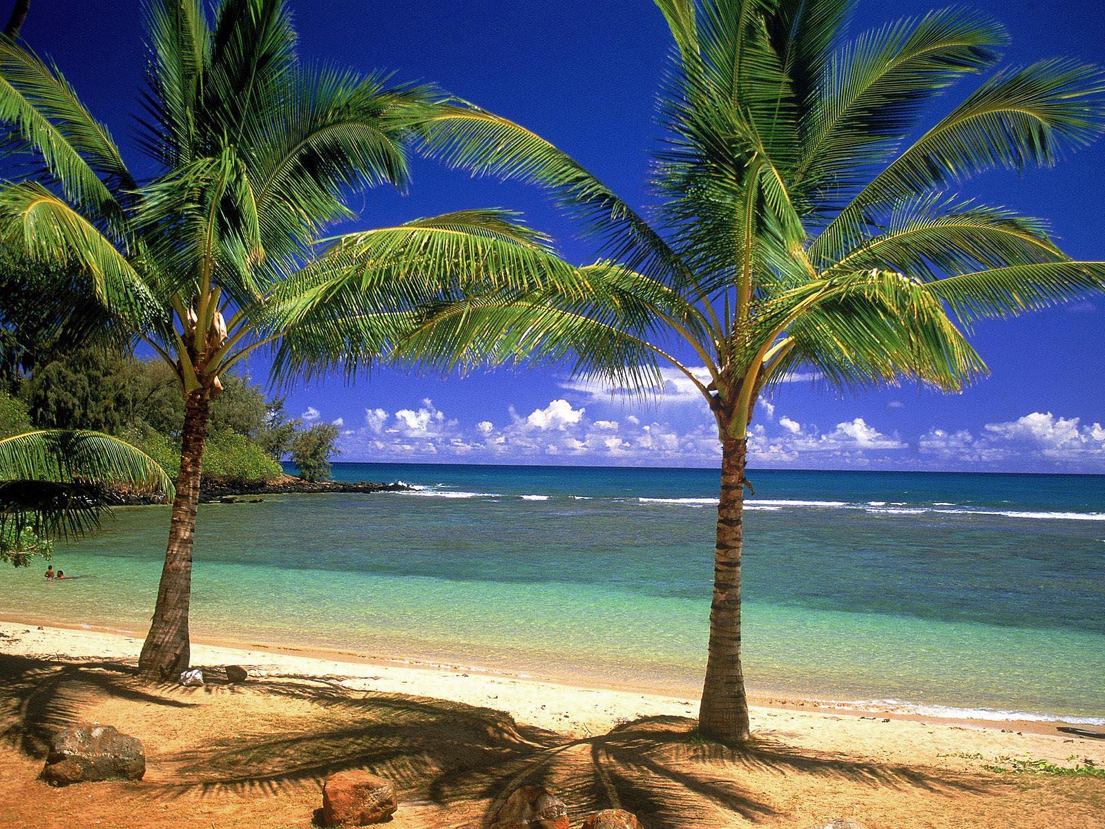 Beach Lw9euis68lyesm Desktop HD Wallpaper Picture Palm Trees