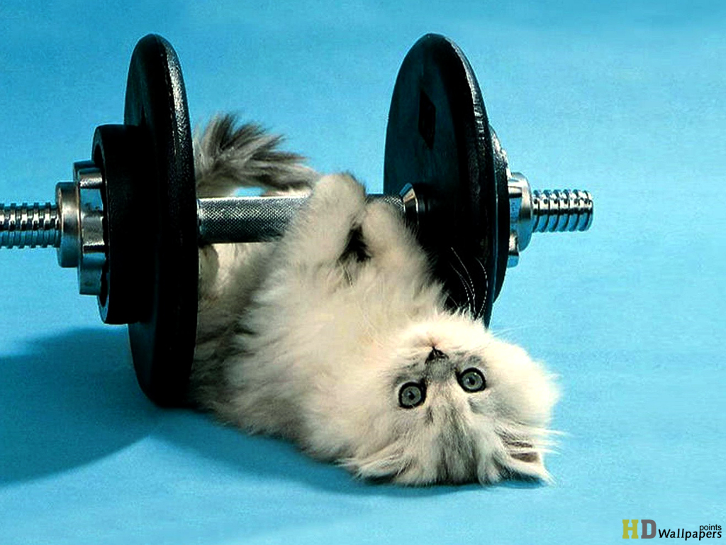 Cute Funny Cat Mobile Desktop Wallpaper HD