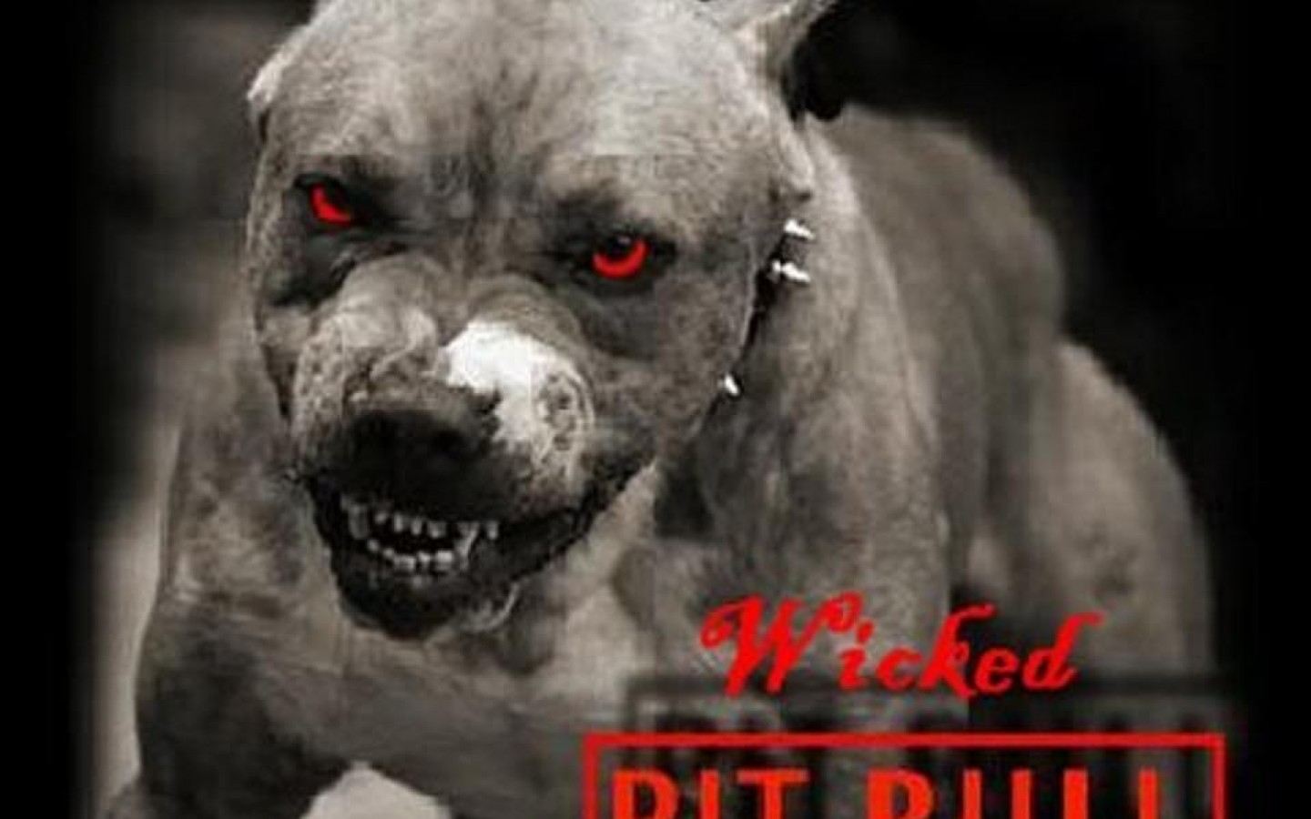 Pitbull Puppies Wallpaper HD Cool