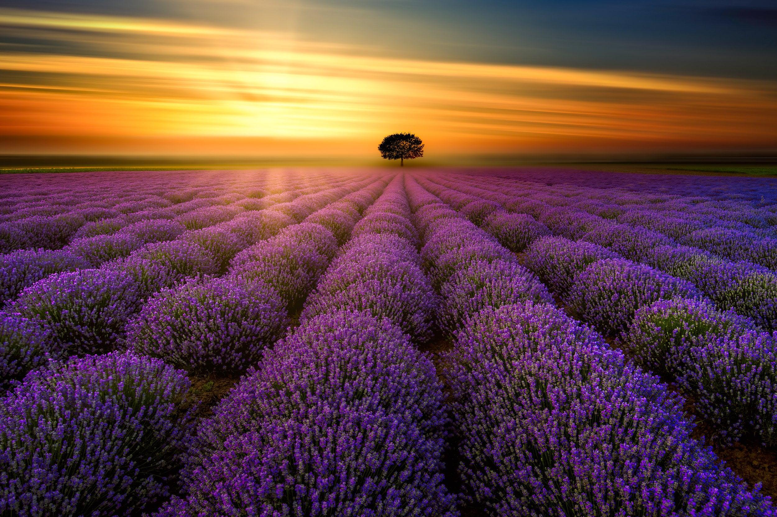 Sunset In Provence Gorgeous Lavender Field Photo Stunning