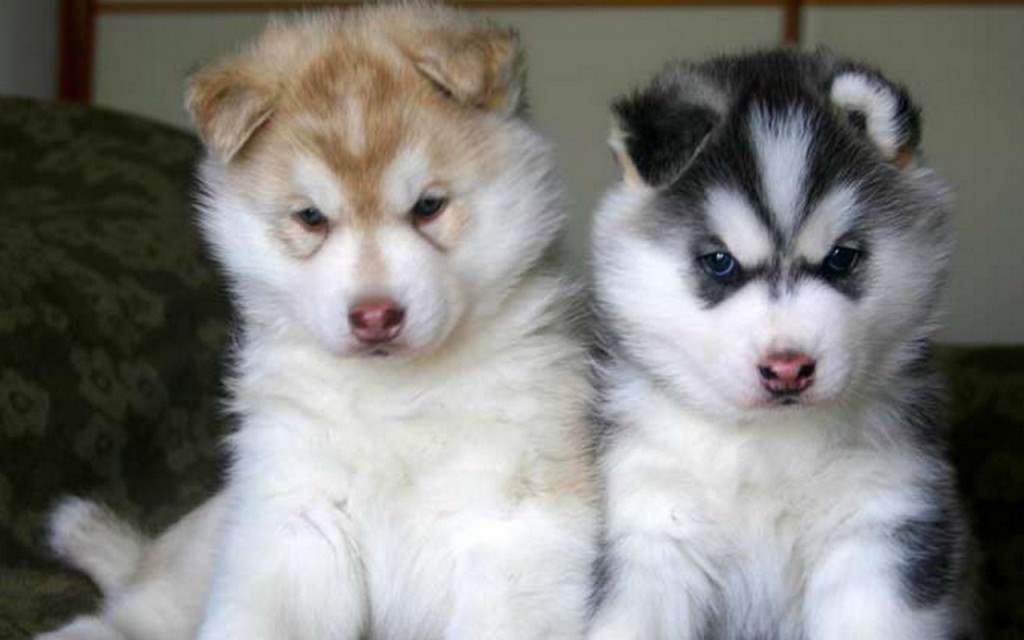 Two Cute Baby Siberian Husky Puppies Wallpaper Picture