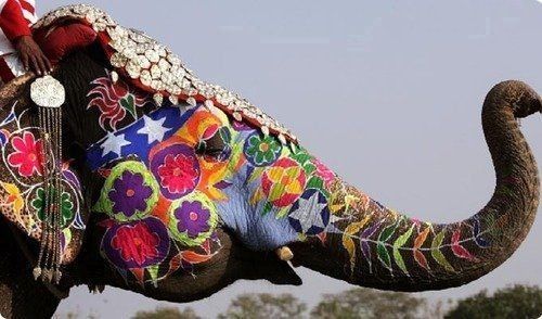 Elephant Art Pictify Your Social Work