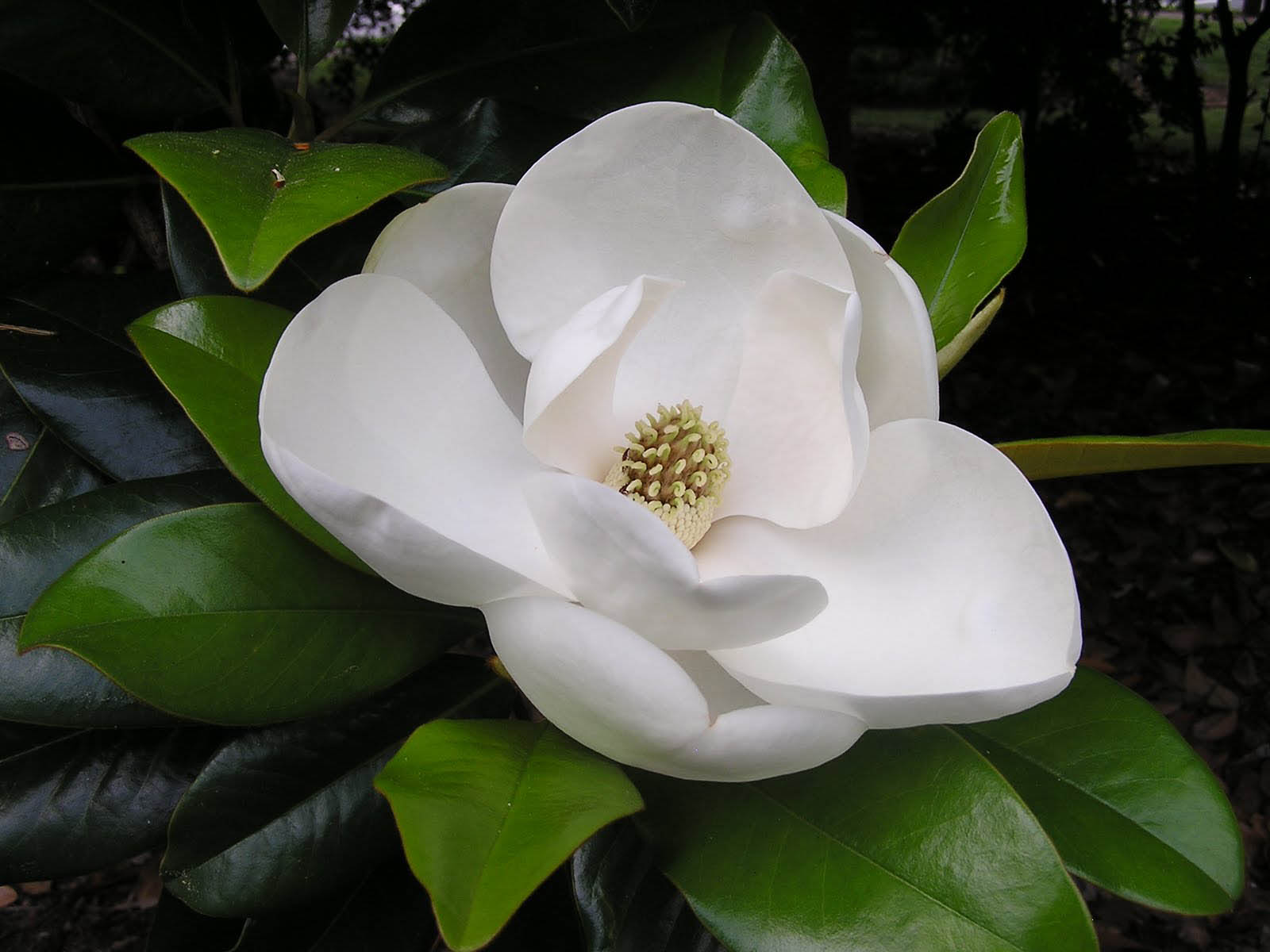wallpaper Southern Magnolia Flower Wallpapers 1600x1200