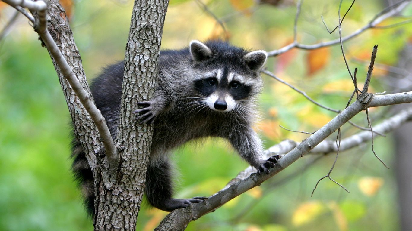 Wallpaper Raccoon Branches Trees Climbing