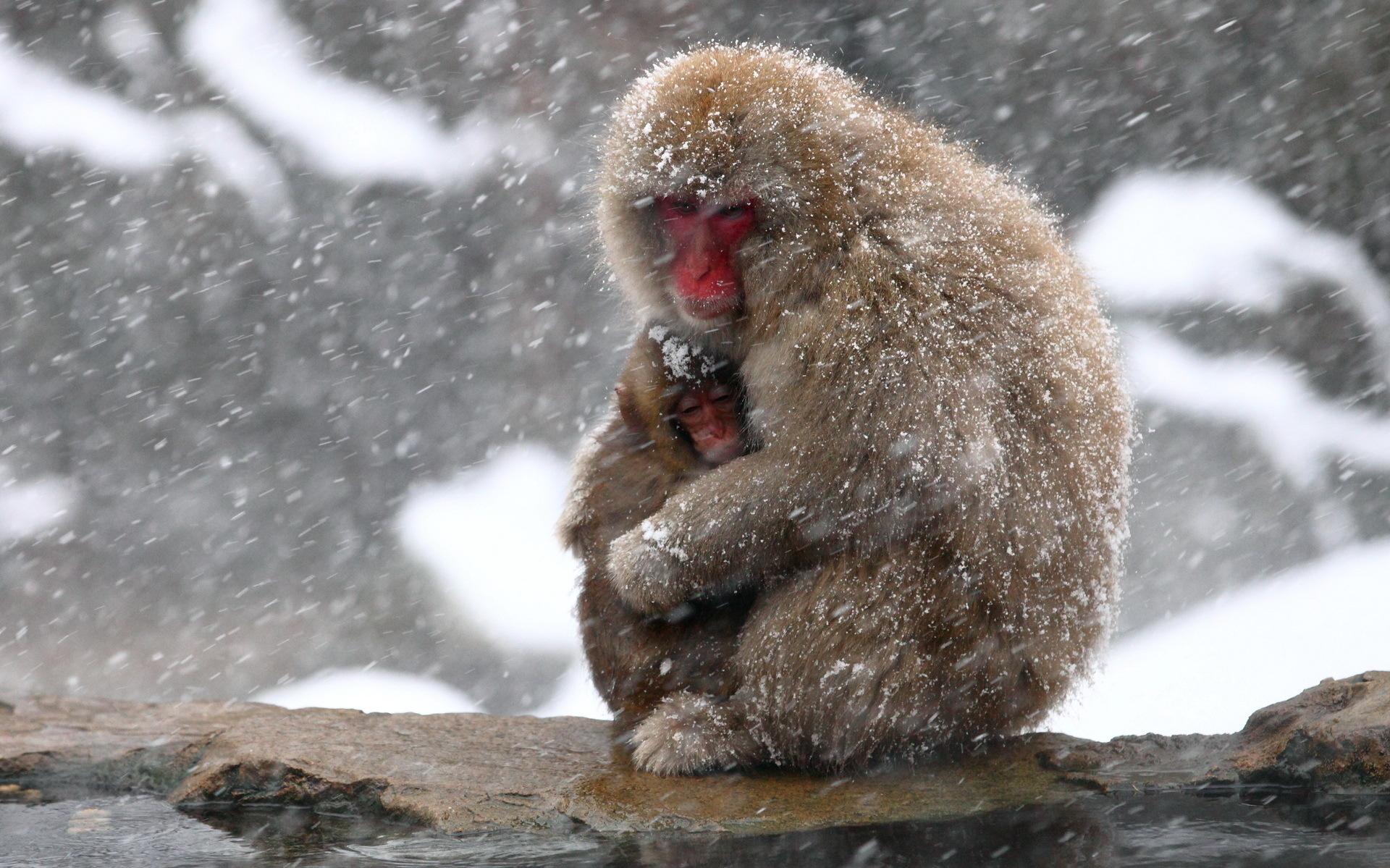 Animals Monkey Nature Winter Cute Mother Snow Snowflake Snowing