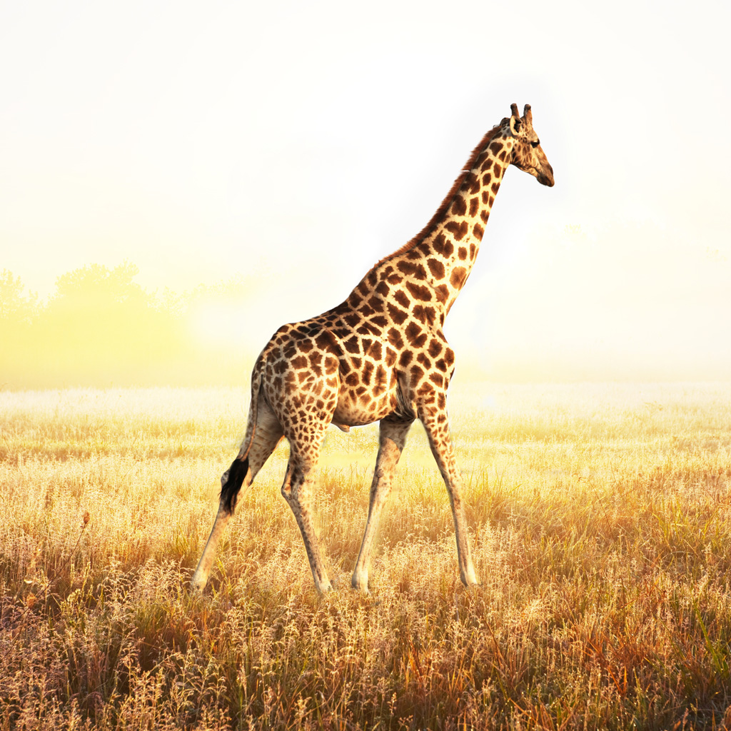 Cute Giraffe iPhone Wallpaper