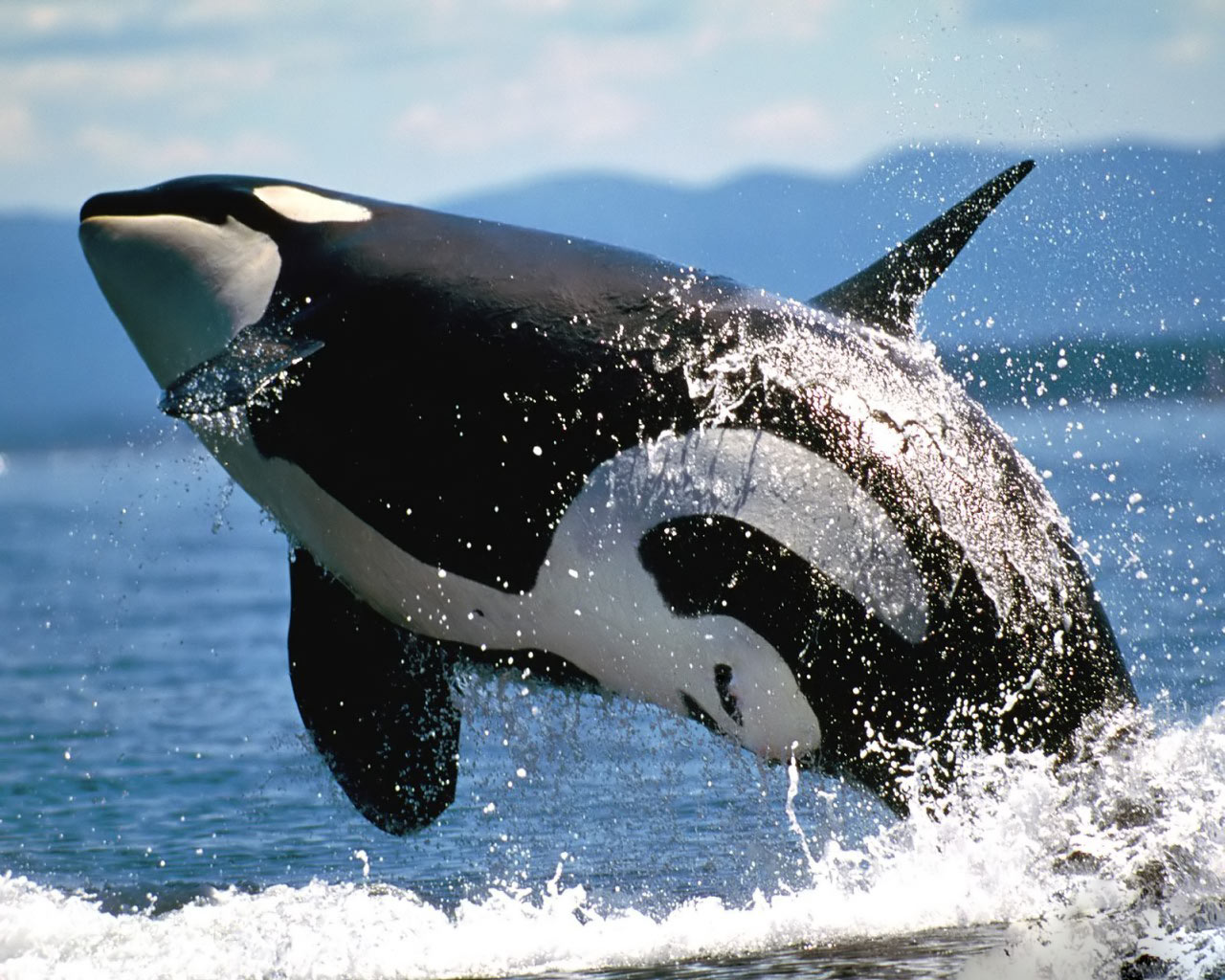 Killer Whales Wallpaper