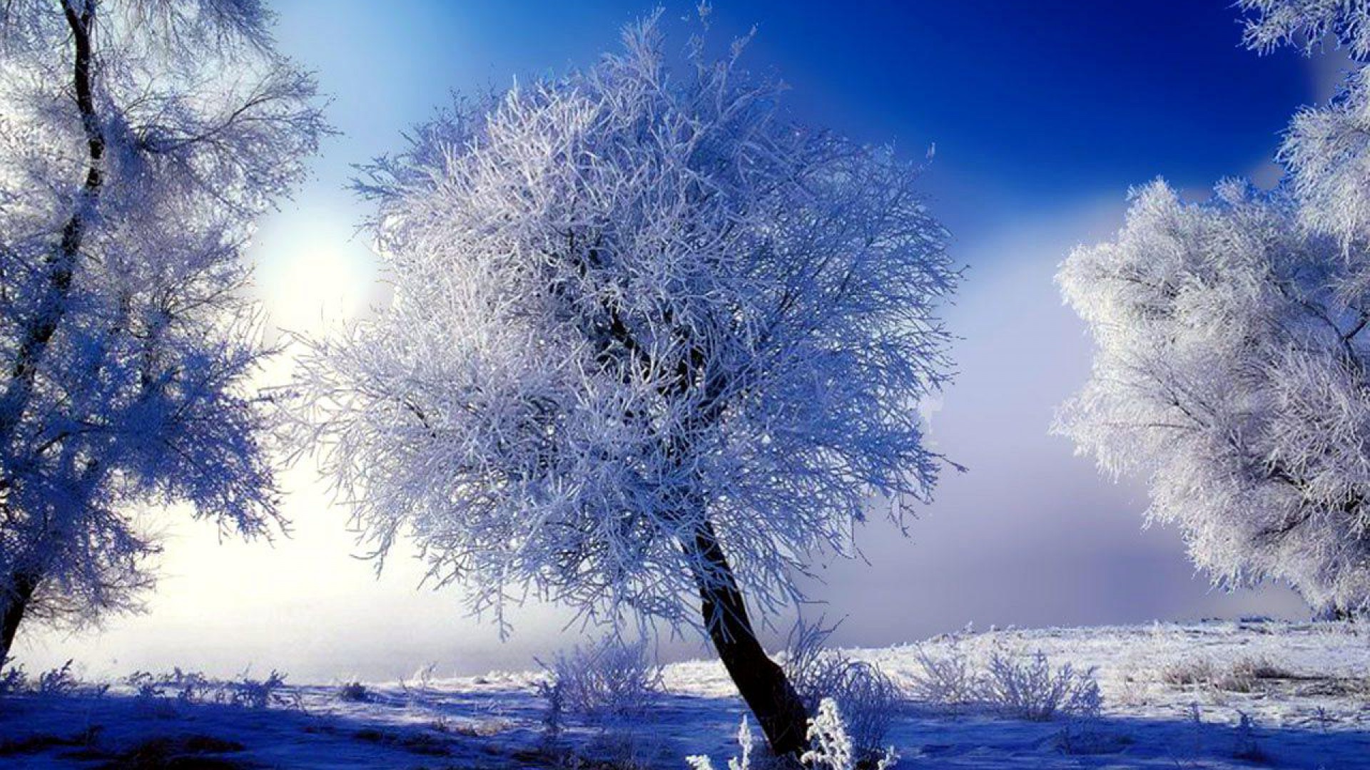 Winter Scenes Wallpaper