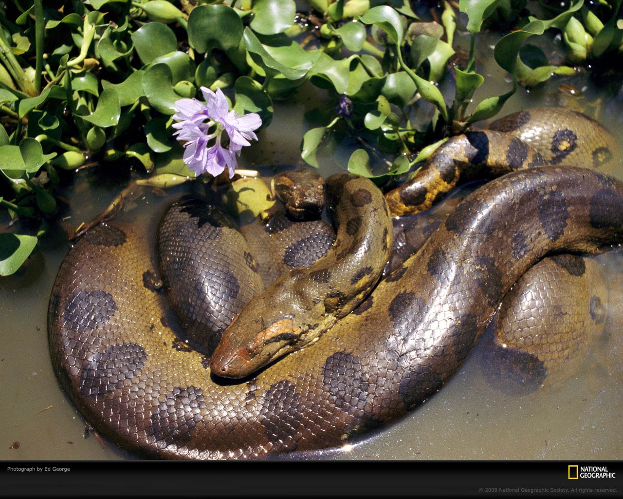 Anaconda Wallpaper