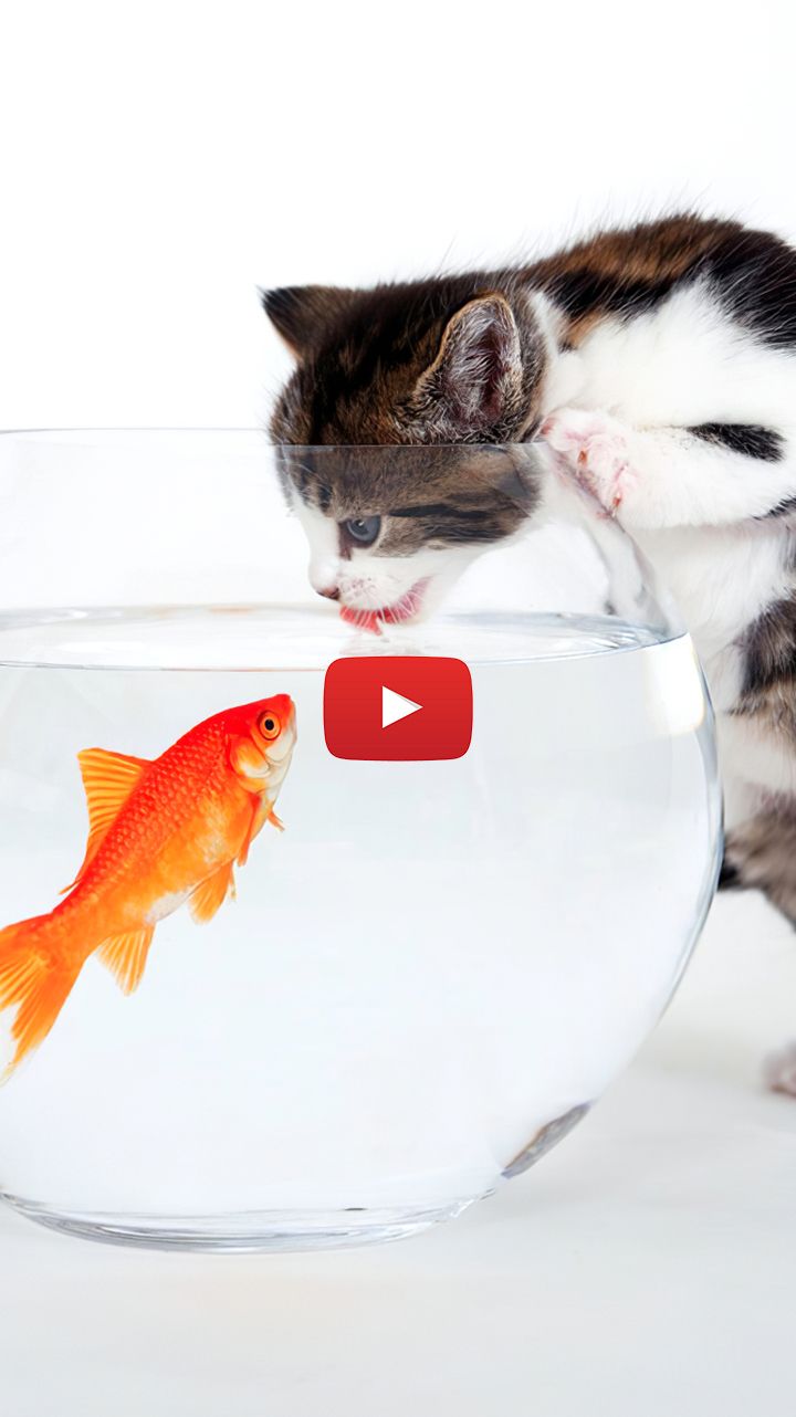Cat And Fish Tank Looking At Bowl