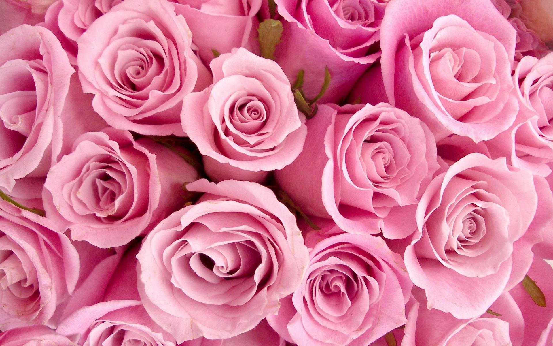 Pink Flower Rose Nature HD Wallpaper