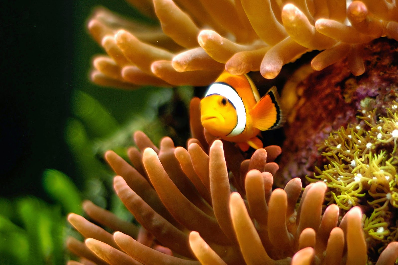 Desktop HD Wallpaper S Clown Fish