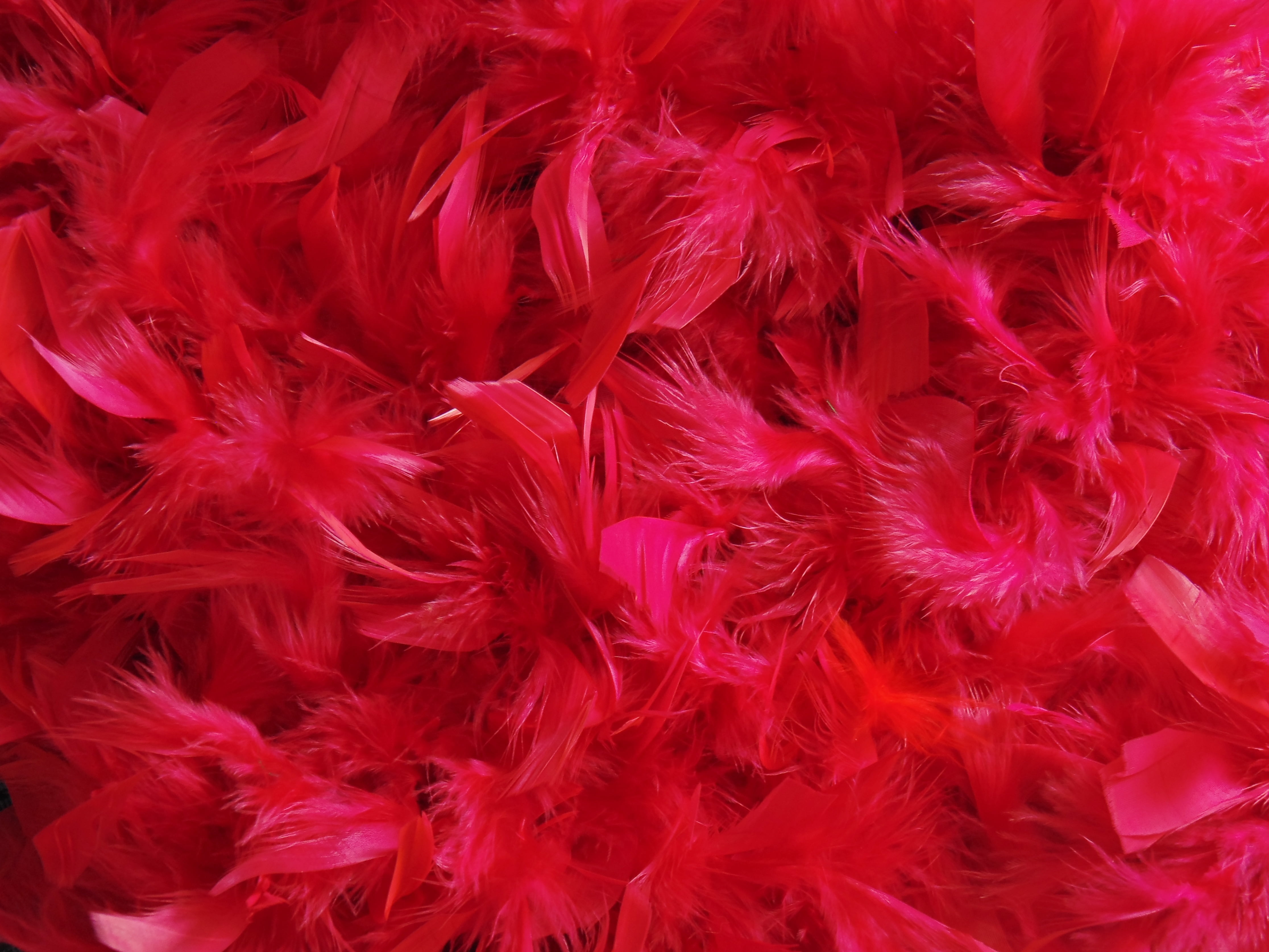 Red Feathers Down HD Wallpaper