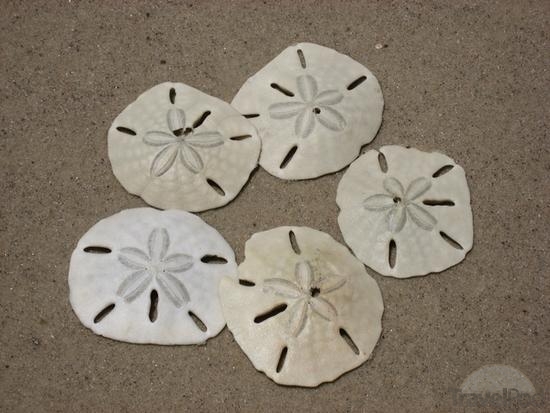 Pin Sand Dollar Photo Animal Pictures Wallpapers Photos