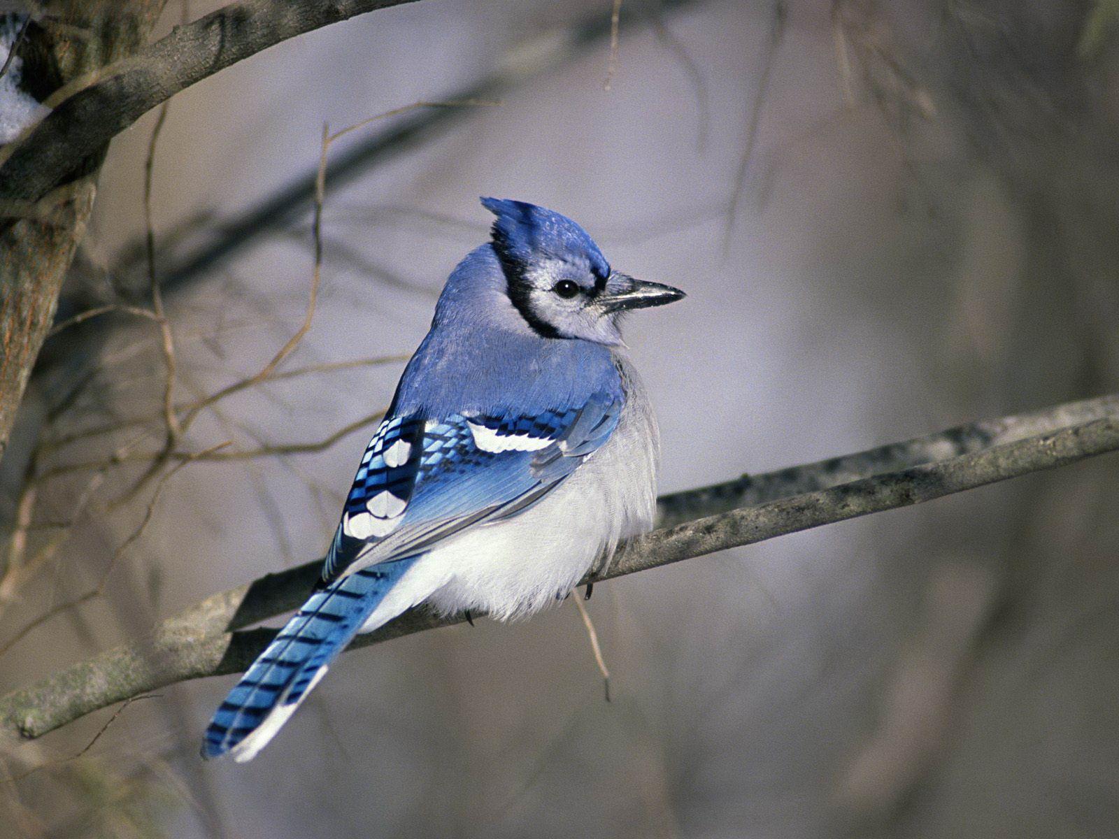 blue jay bird wallpaper