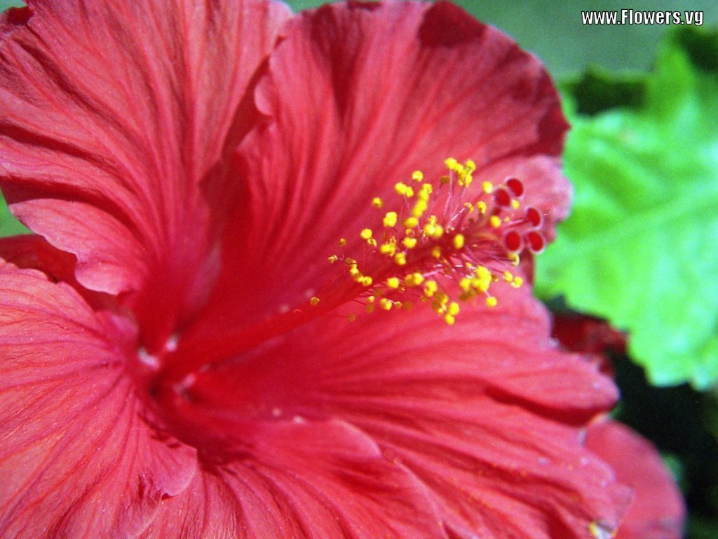 Hibiscus Flower Wallpaper HD Widescreen