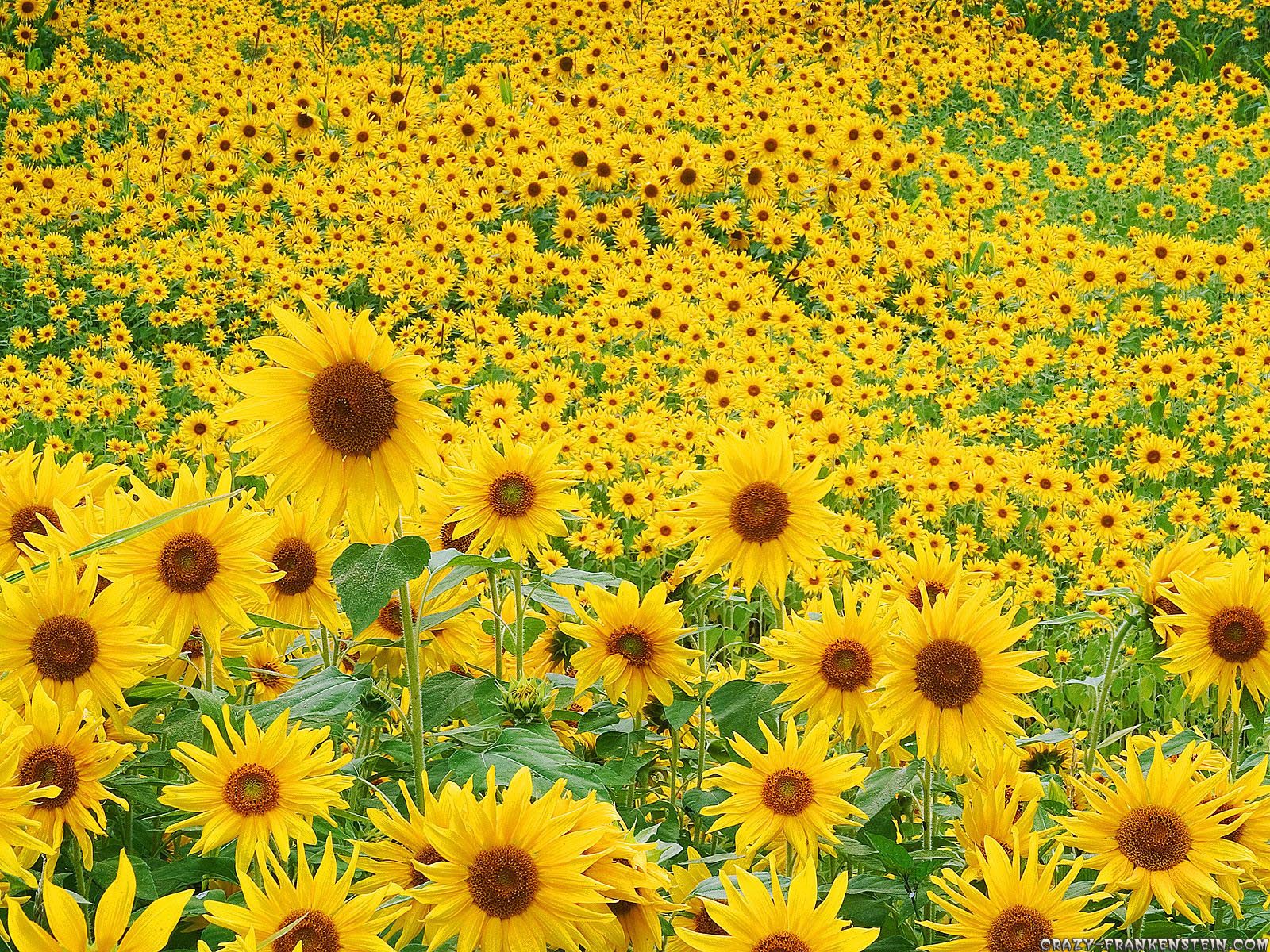 Sunflowers Sunflower Seeds Wallpaper