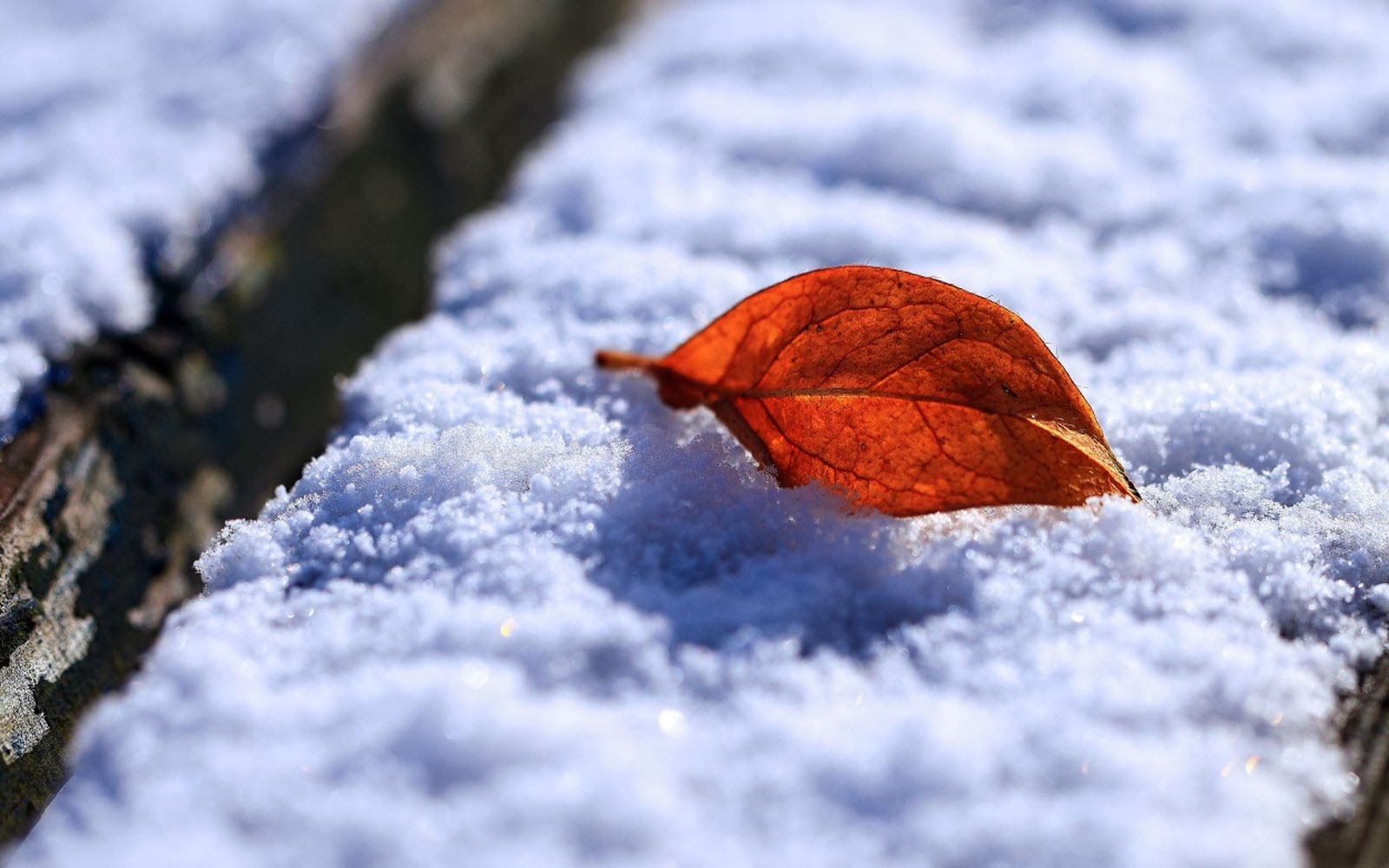 Wallpaper Leaf And Snow