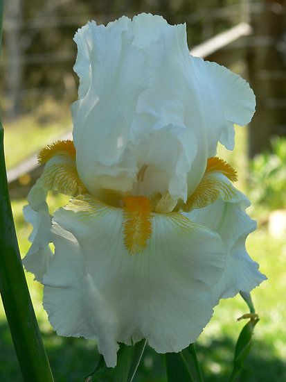 Bearded Iris White Lightning By Louisegreen