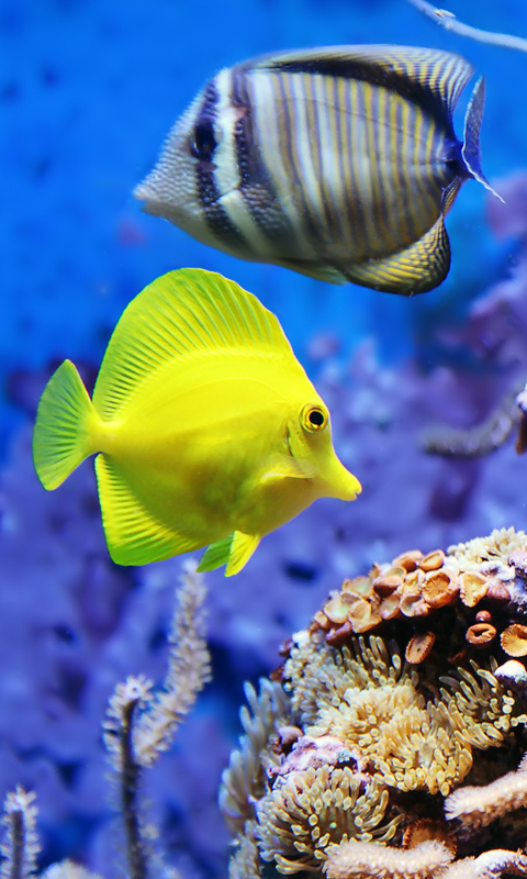 Free download Aquarium Fish HD Live Wallpapers Live wallpapers HD for  Android [480x800] for your Desktop, Mobile & Tablet | Explore 48+ Live  Tropical Fish Wallpaper | Tropical Fish Backgrounds, Tropical Fish