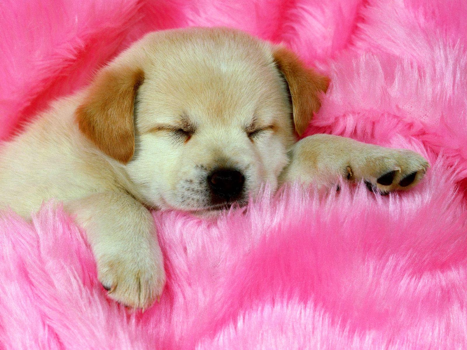 Sleeping Puppies Wallpaper