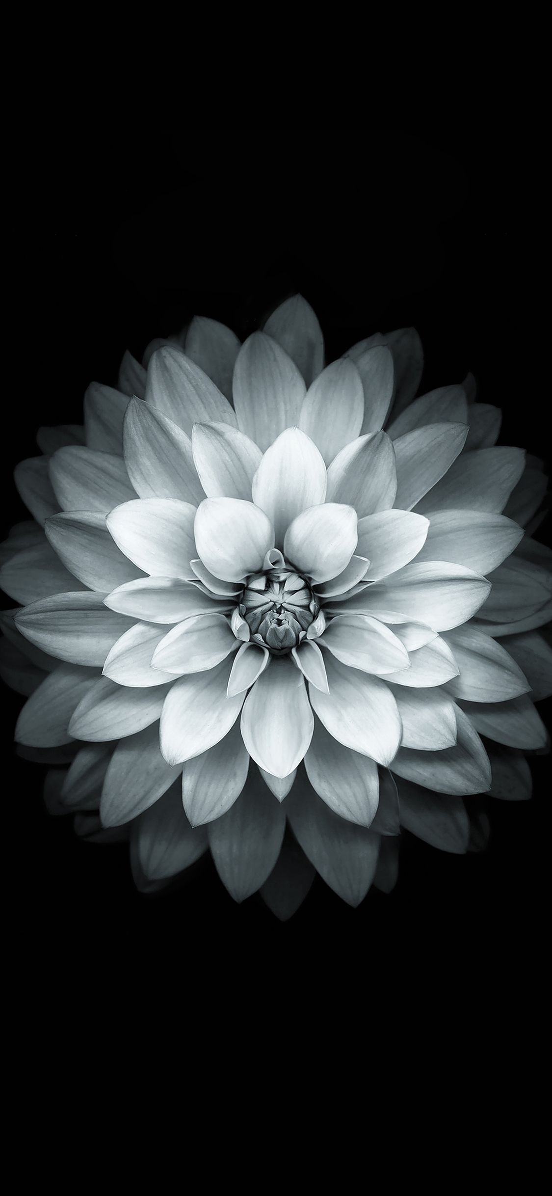 White Flower iPhone Wallpaper