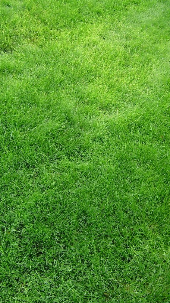 iPhone Wallpaper 1080p Full Ultra HD Green