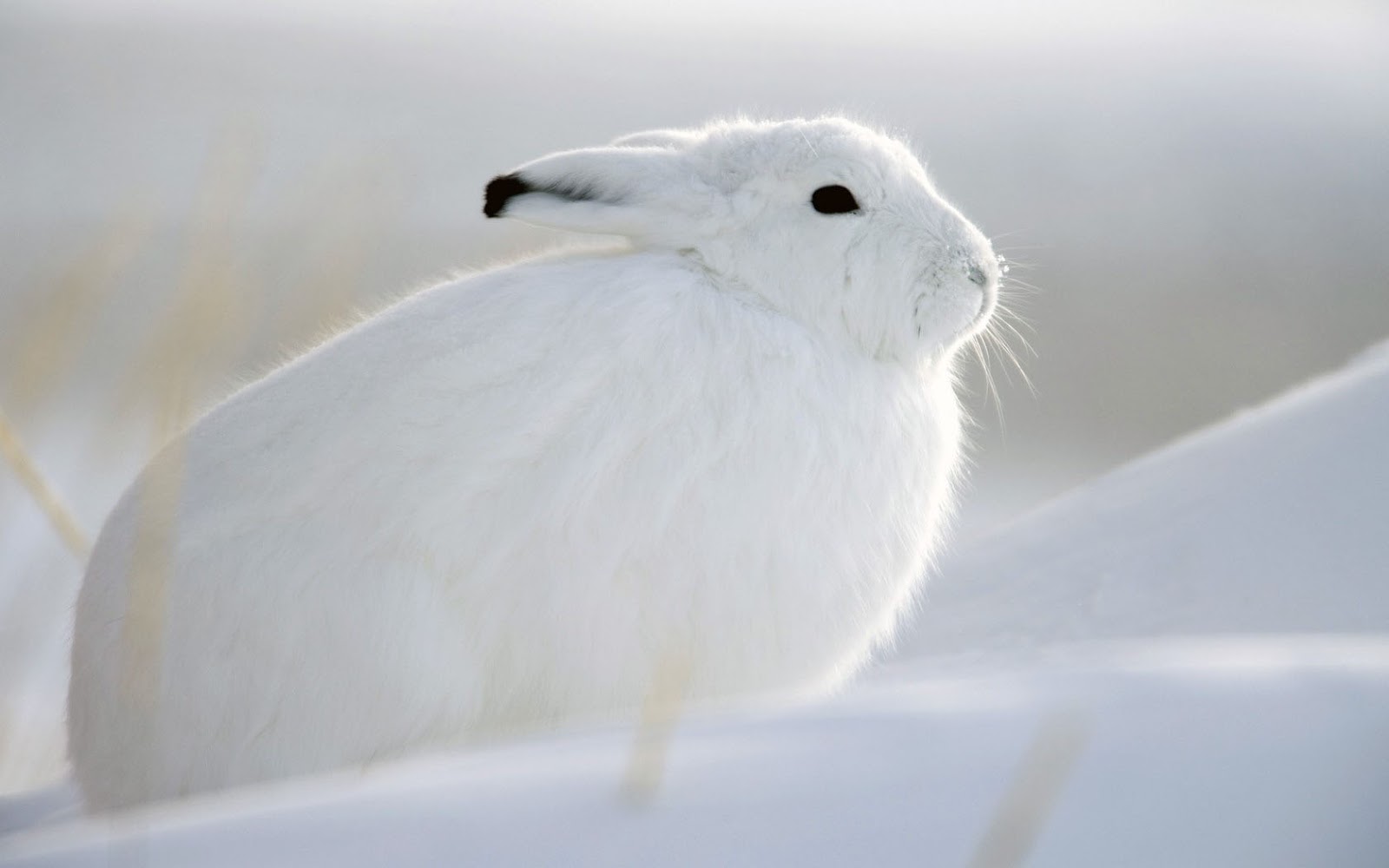 Wallpaper Of A White Rabbit In The Snow HD Rabbits