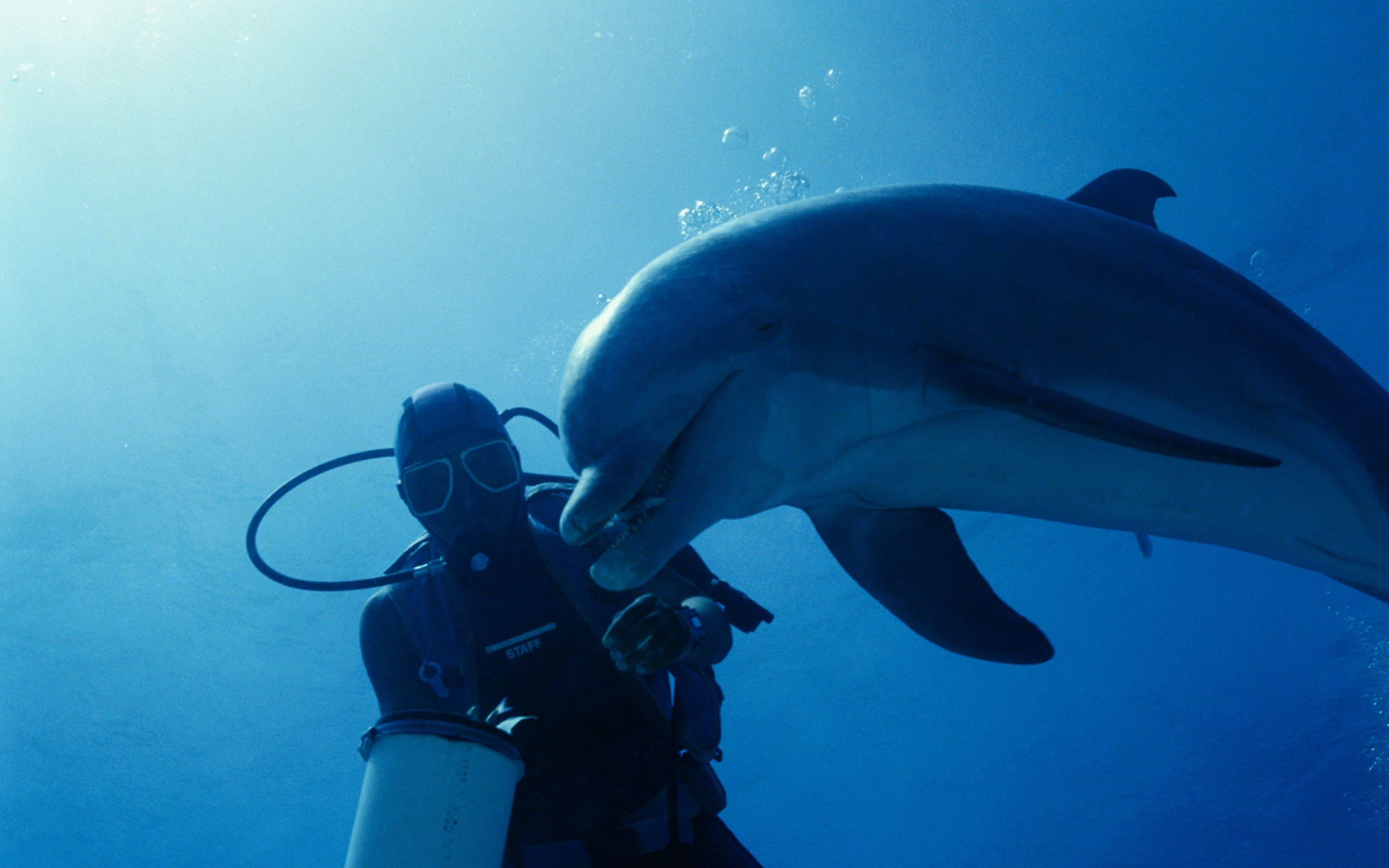 Go Back Pix For Underwater Dolphin Wallpaper