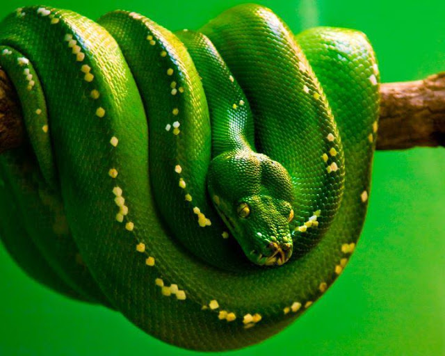 Green Snake Wallpaper