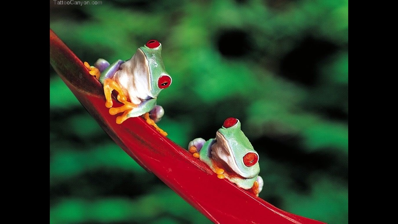 Red Eyed Tree Frogs Wallpaper Desktop Background Picture