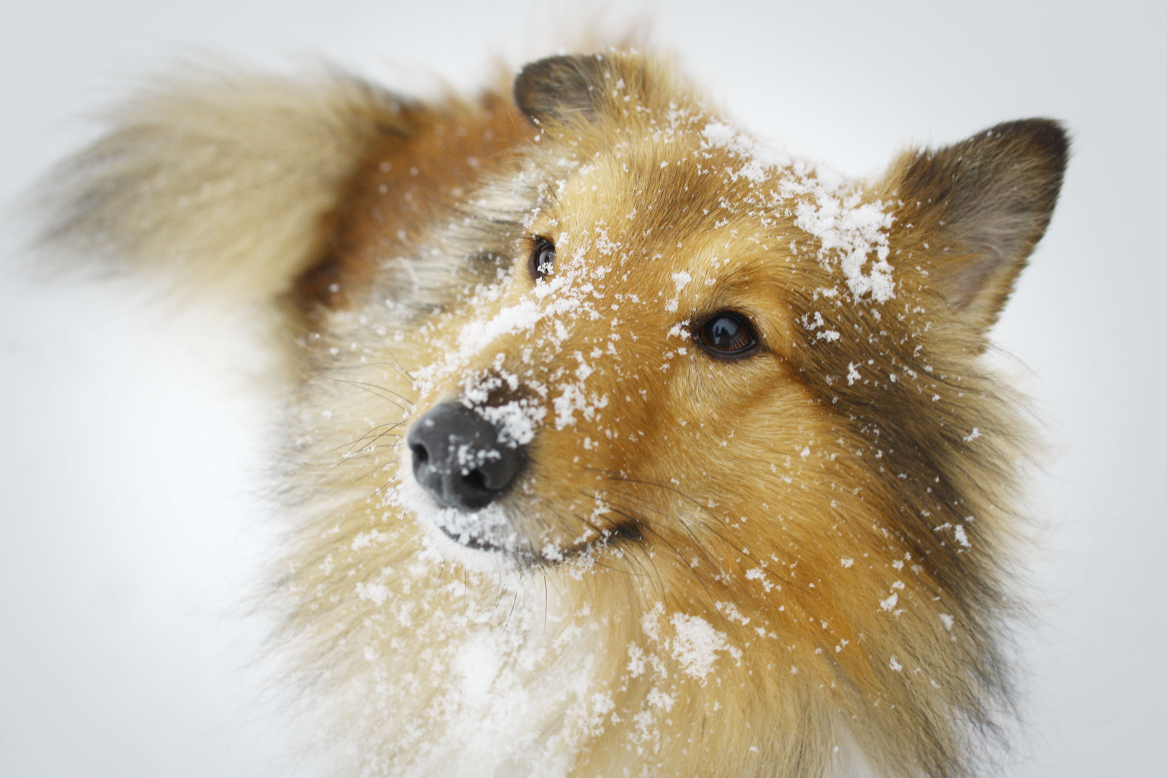 Sheltie Breed Dog In The Snow Wallpaper And Image