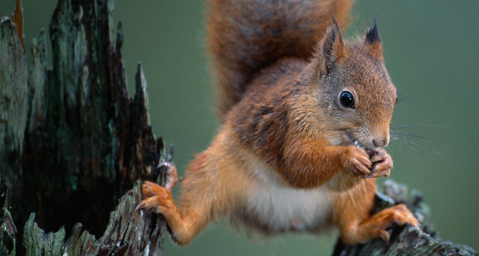 Bing Images Red Squirrel Ecureuil roux sur un arbre dans le comt