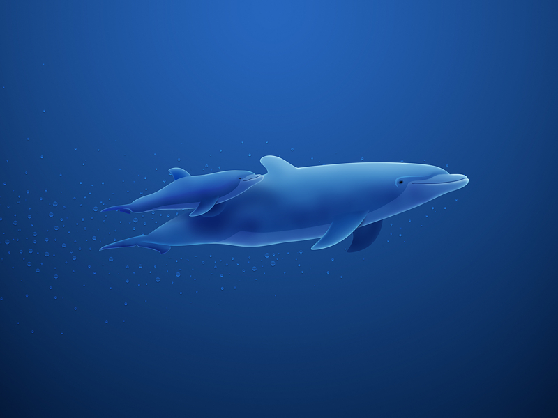 Dolphins Desktop Wallpaper Vladstudio