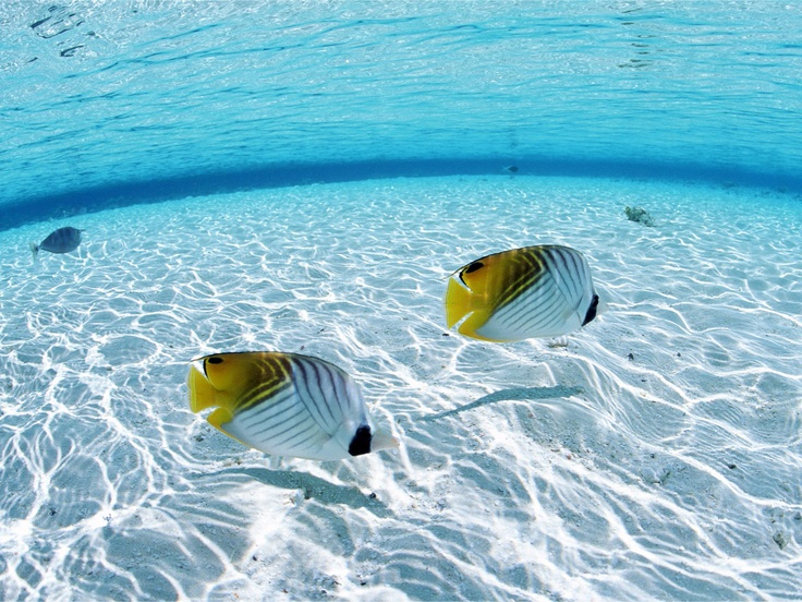 Tropical Fish Fishes