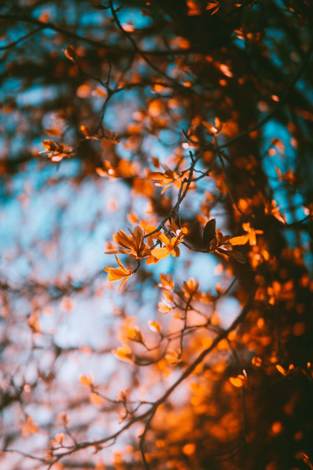 Fall Wallpaper