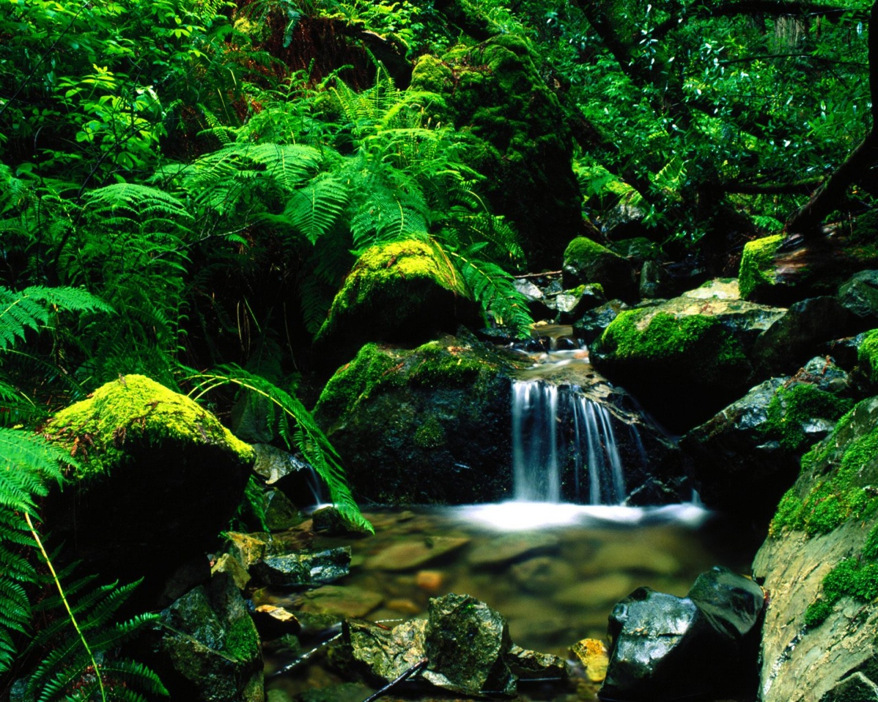 Forest Stream Wallpaper HD Desktop Background