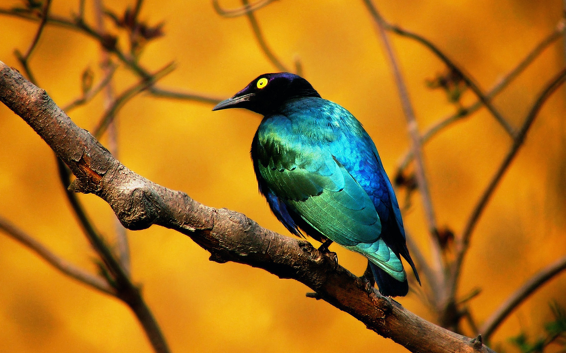 Wallpaper Bird Birds Animals Pictures Blue